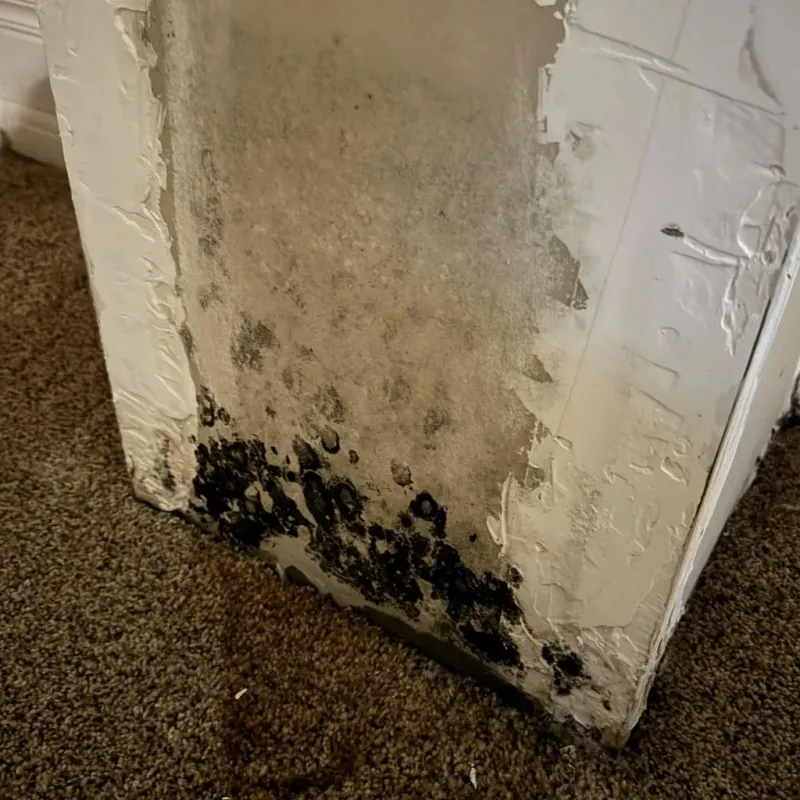 Professional Mold Removal in Union County, IL